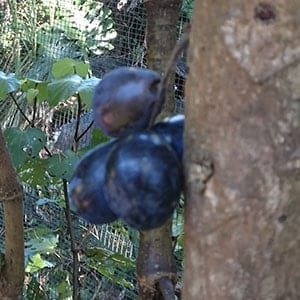 Davidson Plum