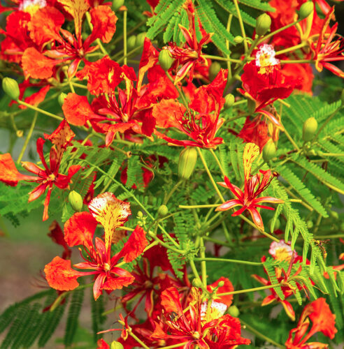 Flame Tree Flower