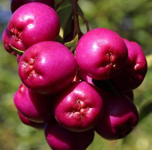 Lilly Pilly